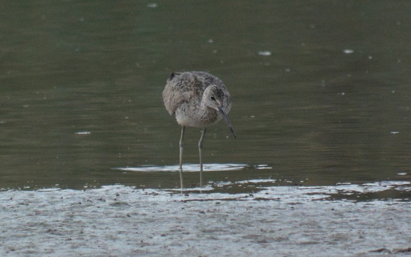 Willet - Nancy Hetrick