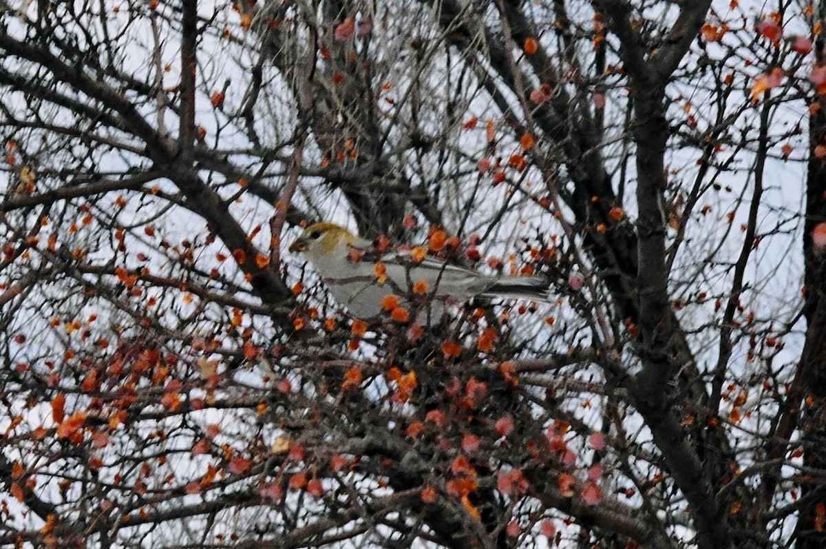 Pine Grosbeak - Geoffrey Urwin