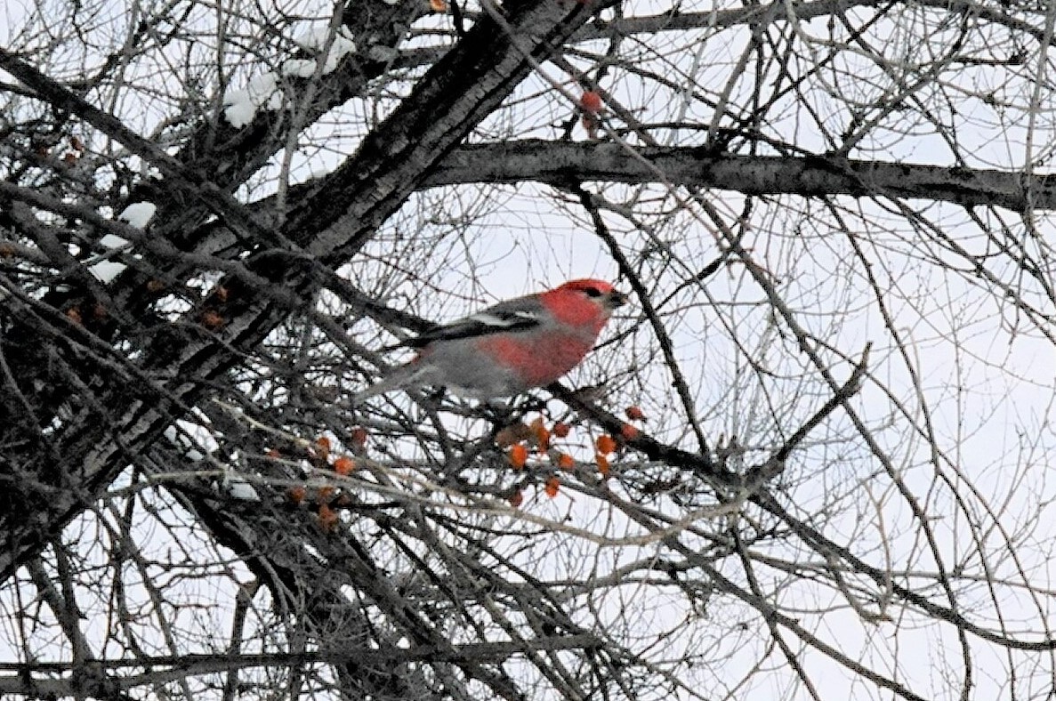 Pine Grosbeak - ML106594311