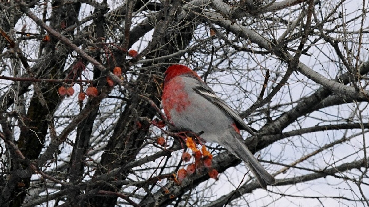 Pine Grosbeak - ML106594321