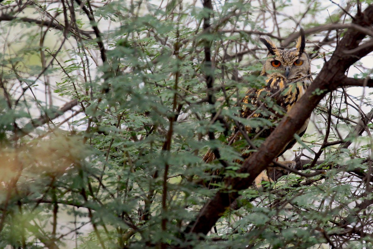 Rock Eagle-Owl - ML106594351