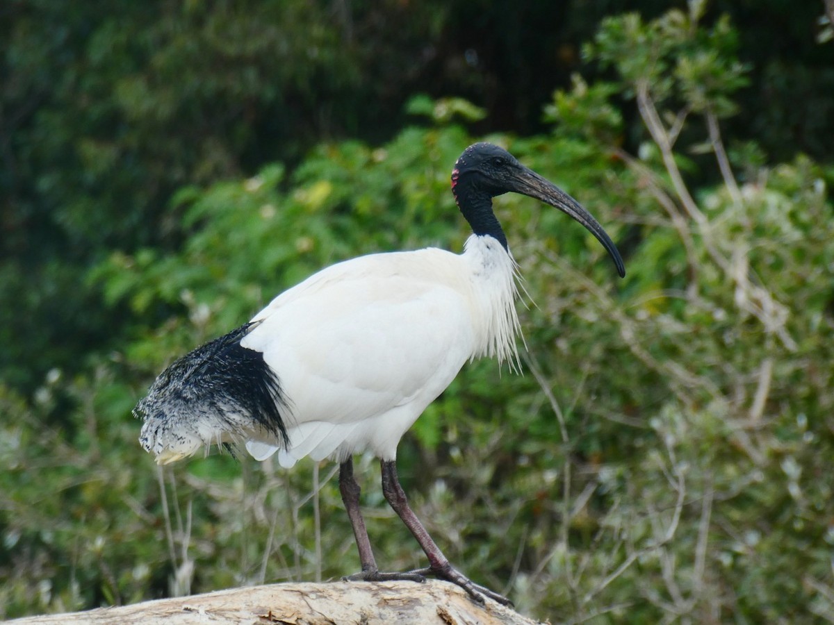 Australian Ibis - Mel Stewart