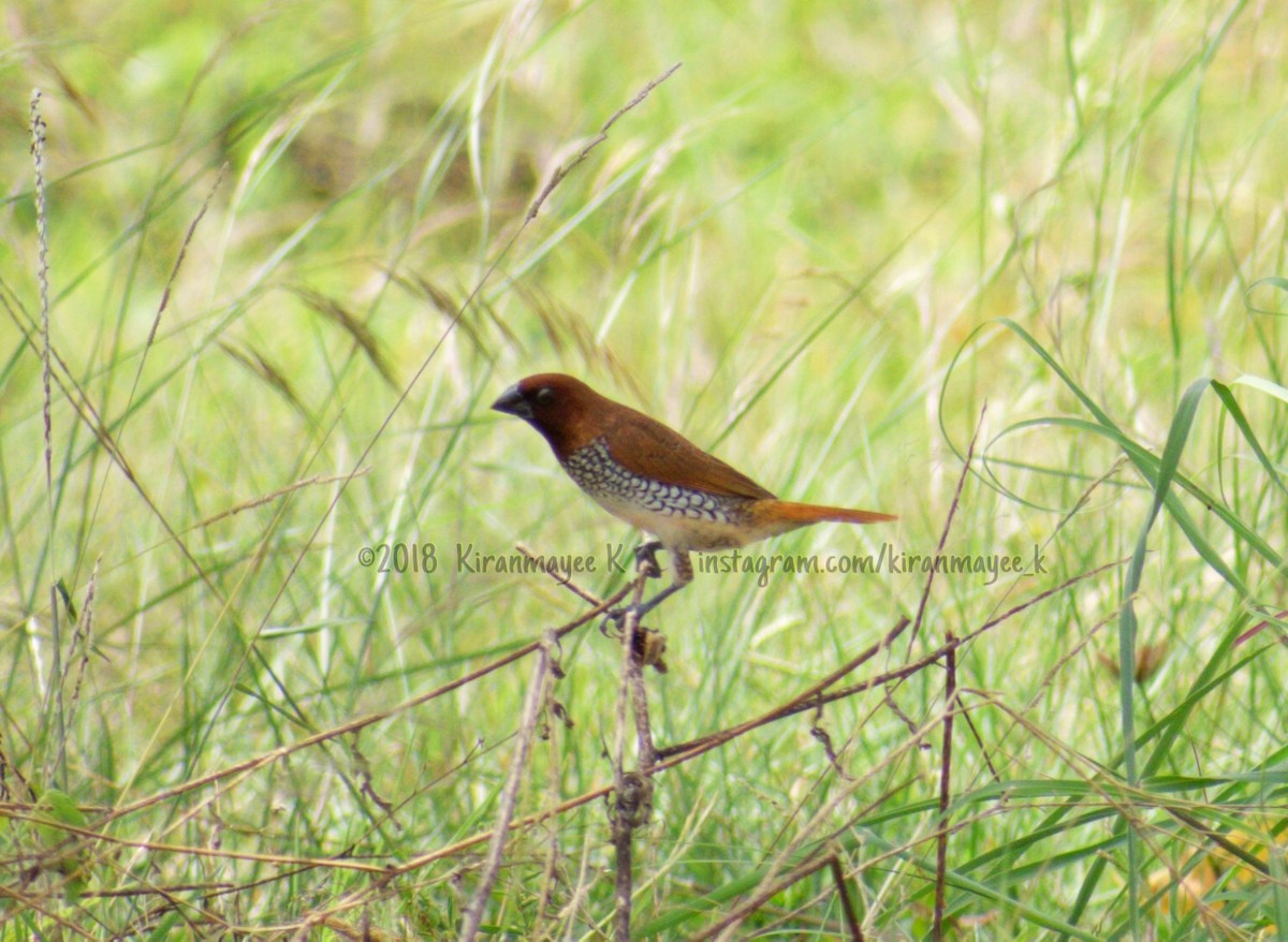 Scaly-breasted Munia - ML106595561