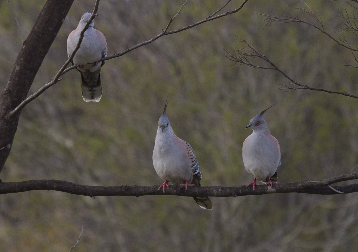 Crested Pigeon - ML106596681