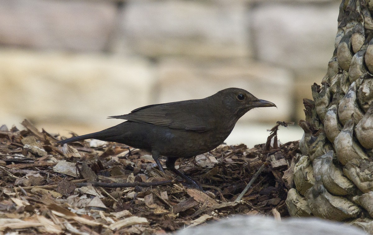 Eurasian Blackbird - ML106596961