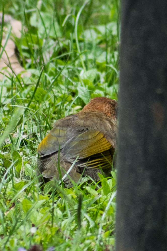 Garrulaxe à tête rousse - ML106597301