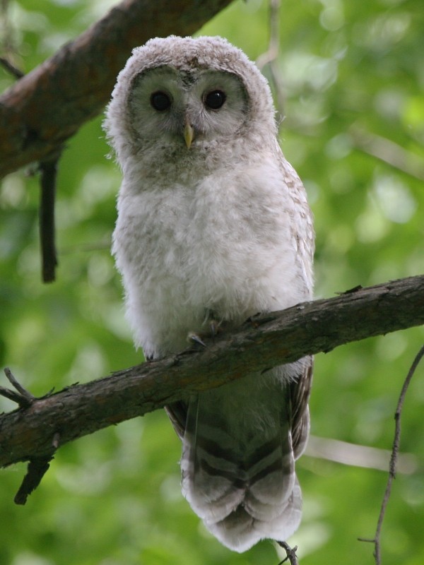 Ural Owl - ML106598431