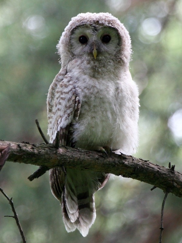 Ural Owl - ML106598451