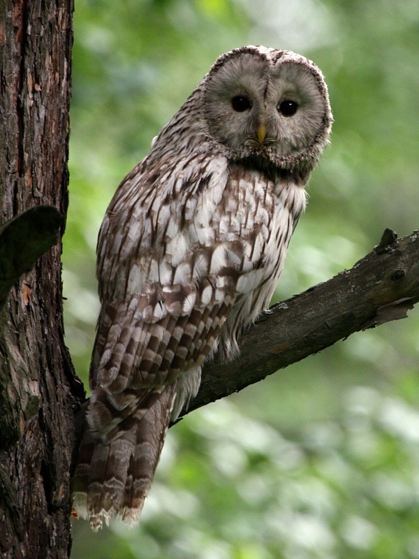 Ural Owl - ML106598471