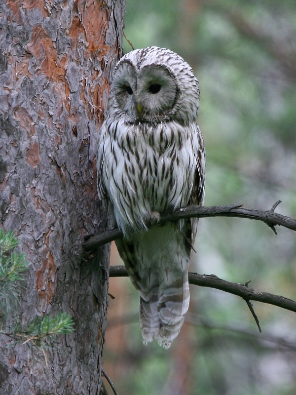 Ural Owl - Pavel Parkhaev