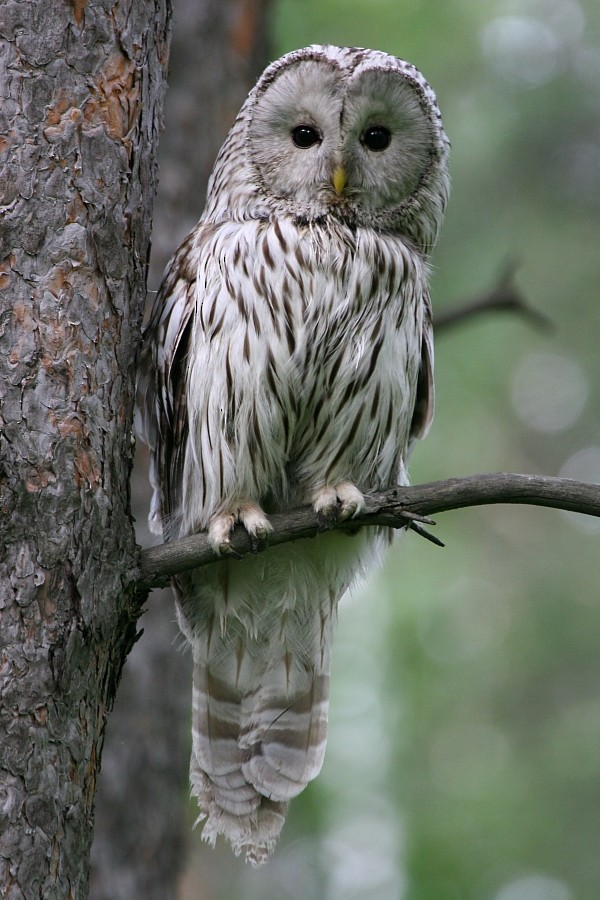 Ural Owl - ML106598511