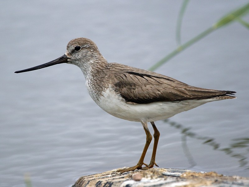 Terekwasserläufer - ML106599251