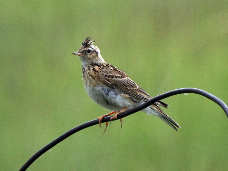 Eurasian Skylark (Asian) - ML106599581