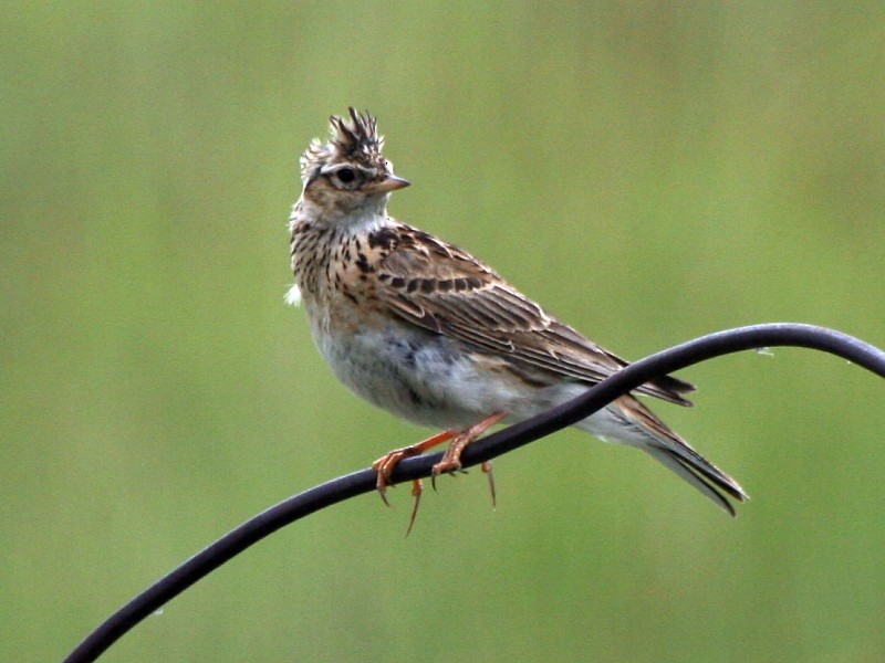 Eurasian Skylark (Asian) - ML106599591