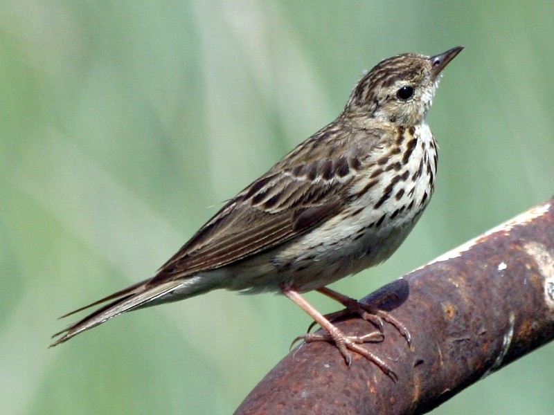 Olive-backed Pipit - ML106599631