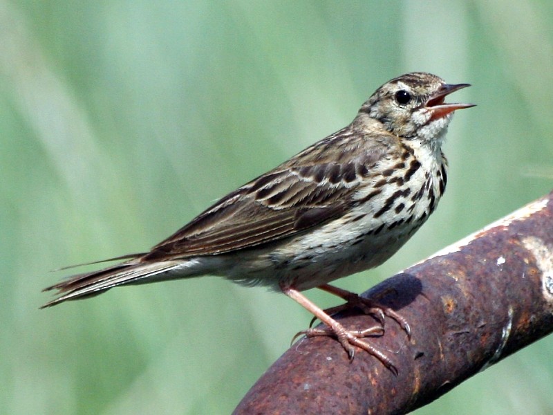 Olive-backed Pipit - Pavel Parkhaev