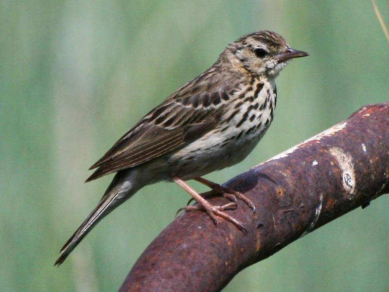 Pipit à dos olive - ML106599661