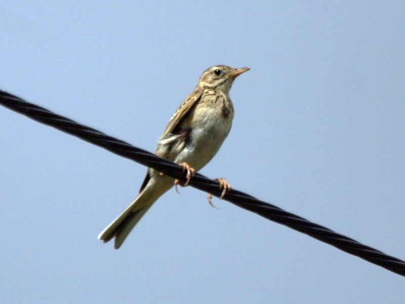 Richard's Pipit - ML106599681