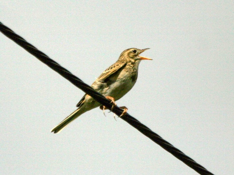 Richard's Pipit - ML106599691