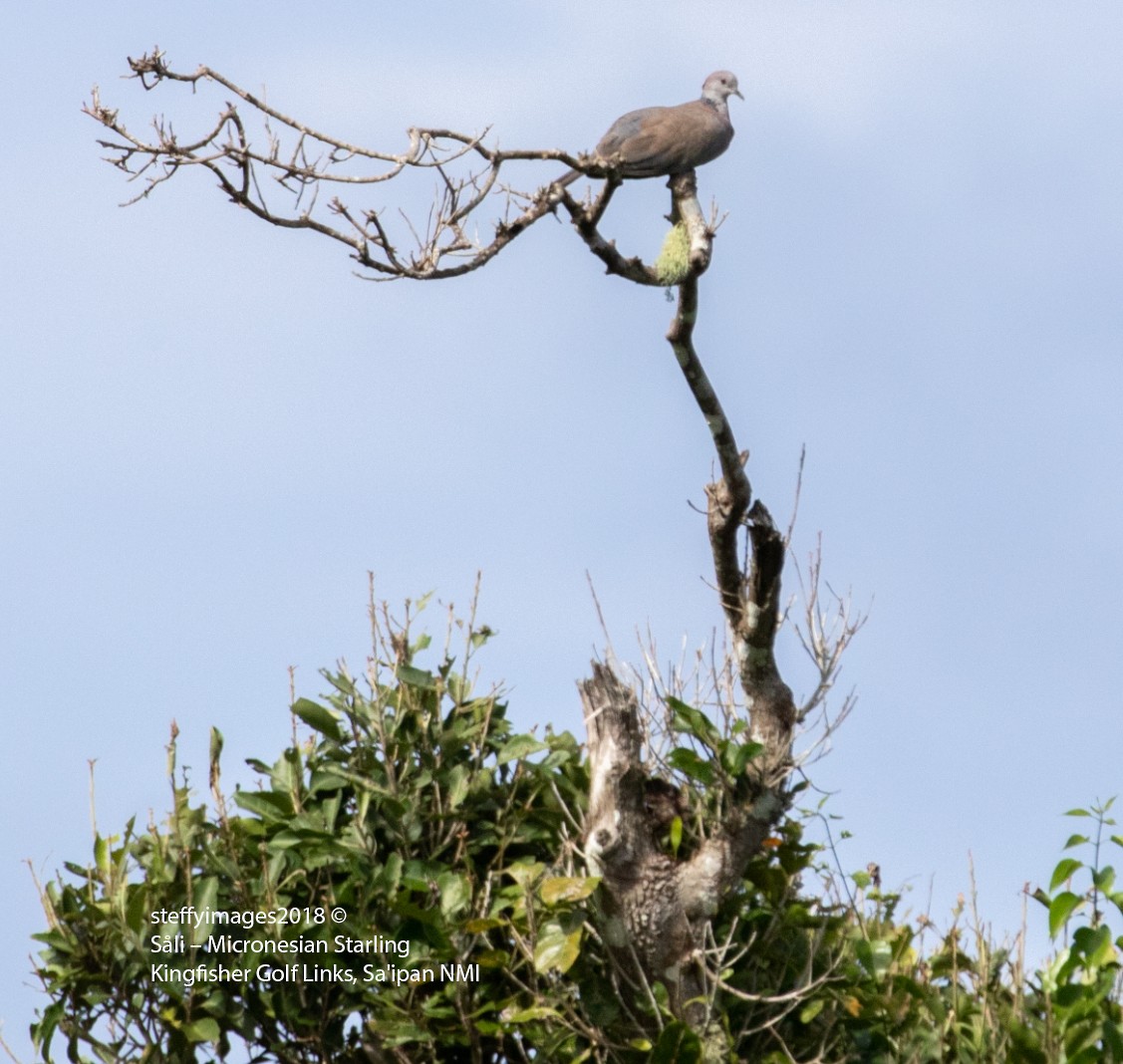 Philippine Collared-Dove - ML106600081