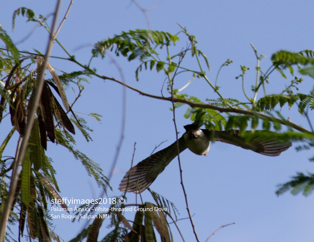 White-throated Ground Dove - ML106600141