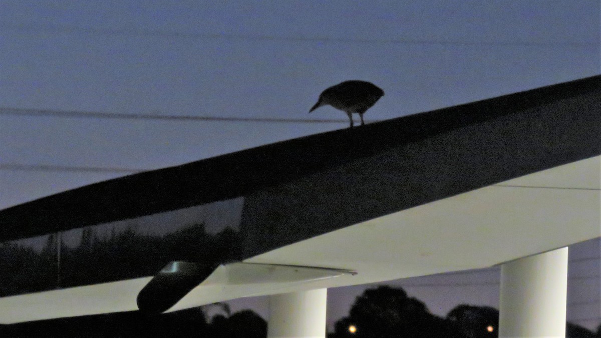 Nankeen Night Heron - ML106600241