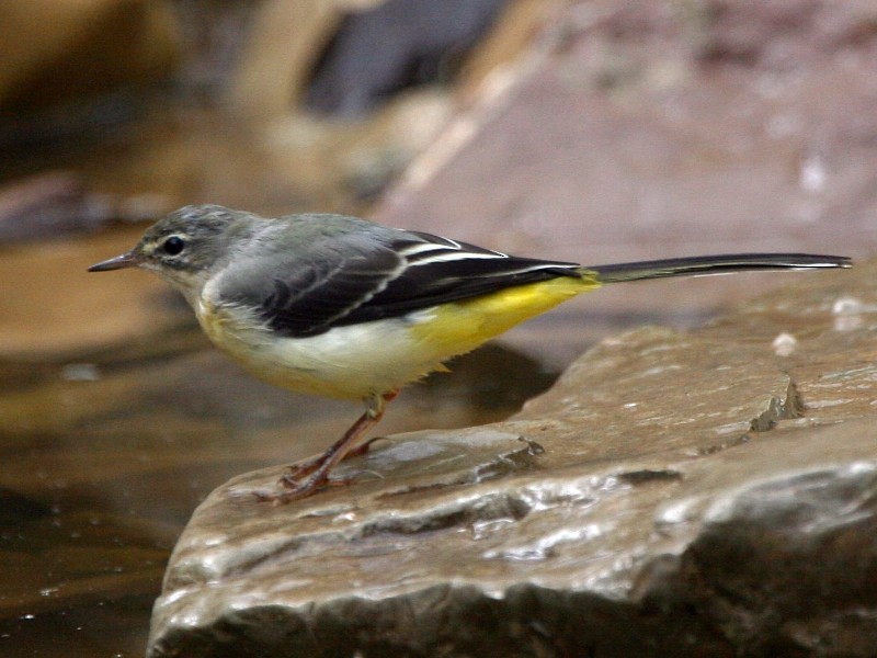 Gray Wagtail - Pavel Parkhaev