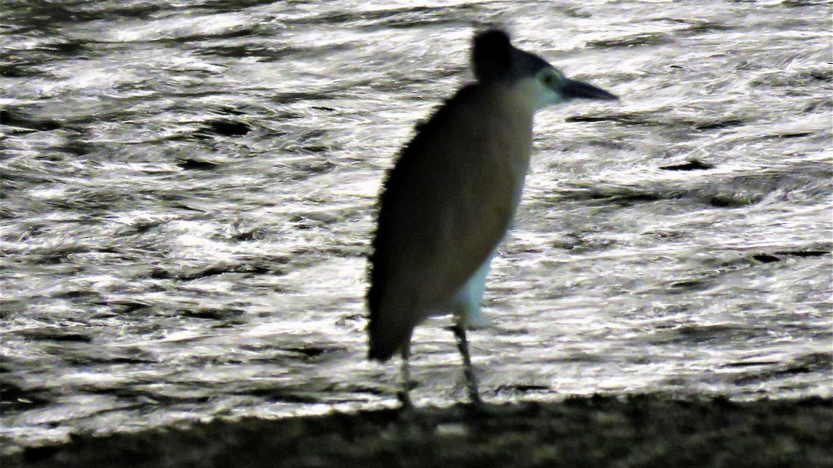 Nankeen Night Heron - ML106600301