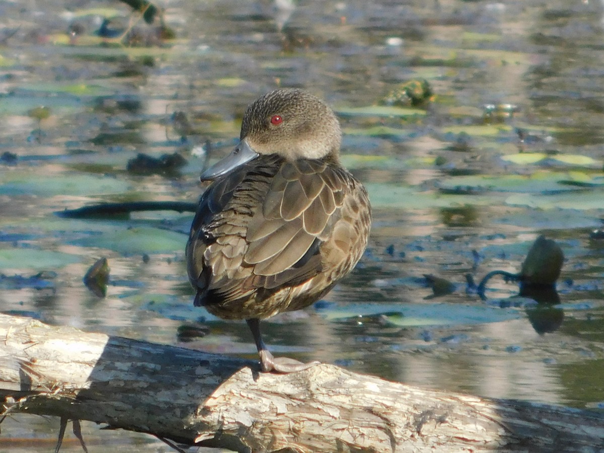 Chestnut Teal - Daniel Townend