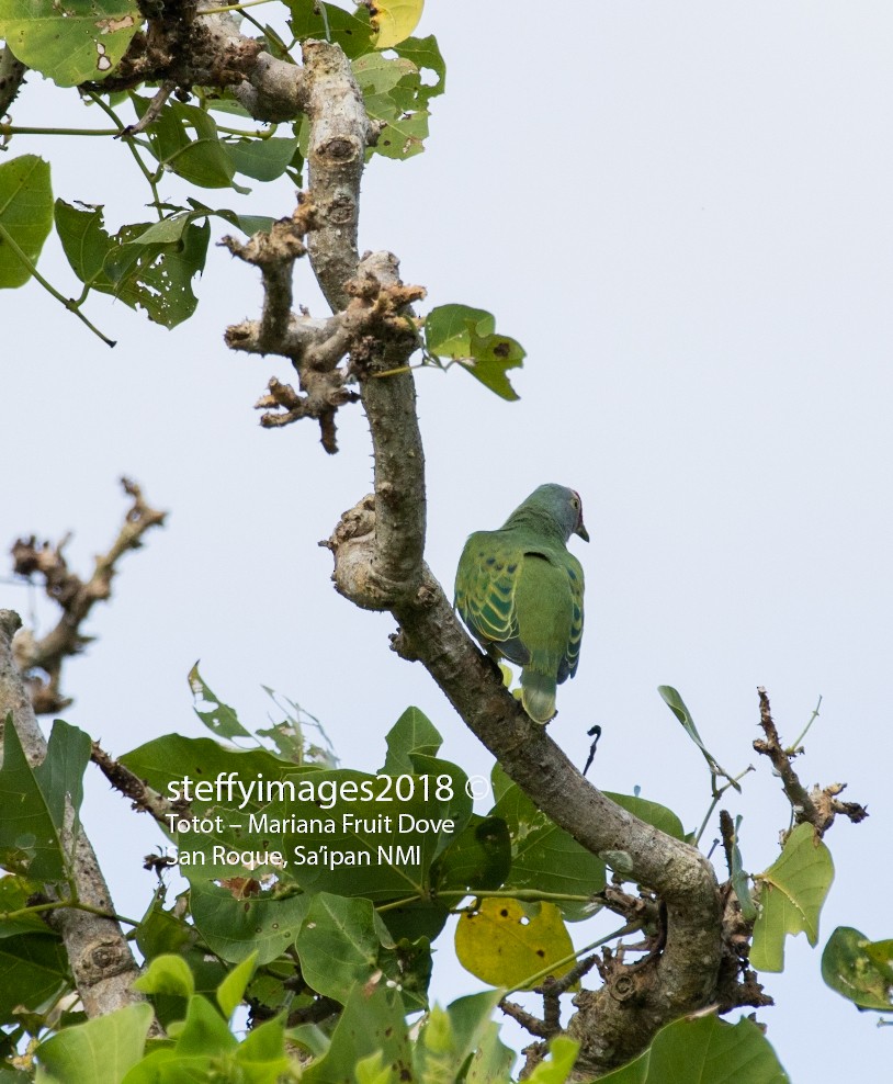 Mariana Fruit-Dove - ML106601111