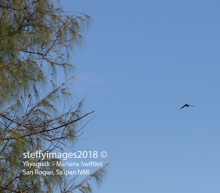 Mariana Swiftlet - ML106601901