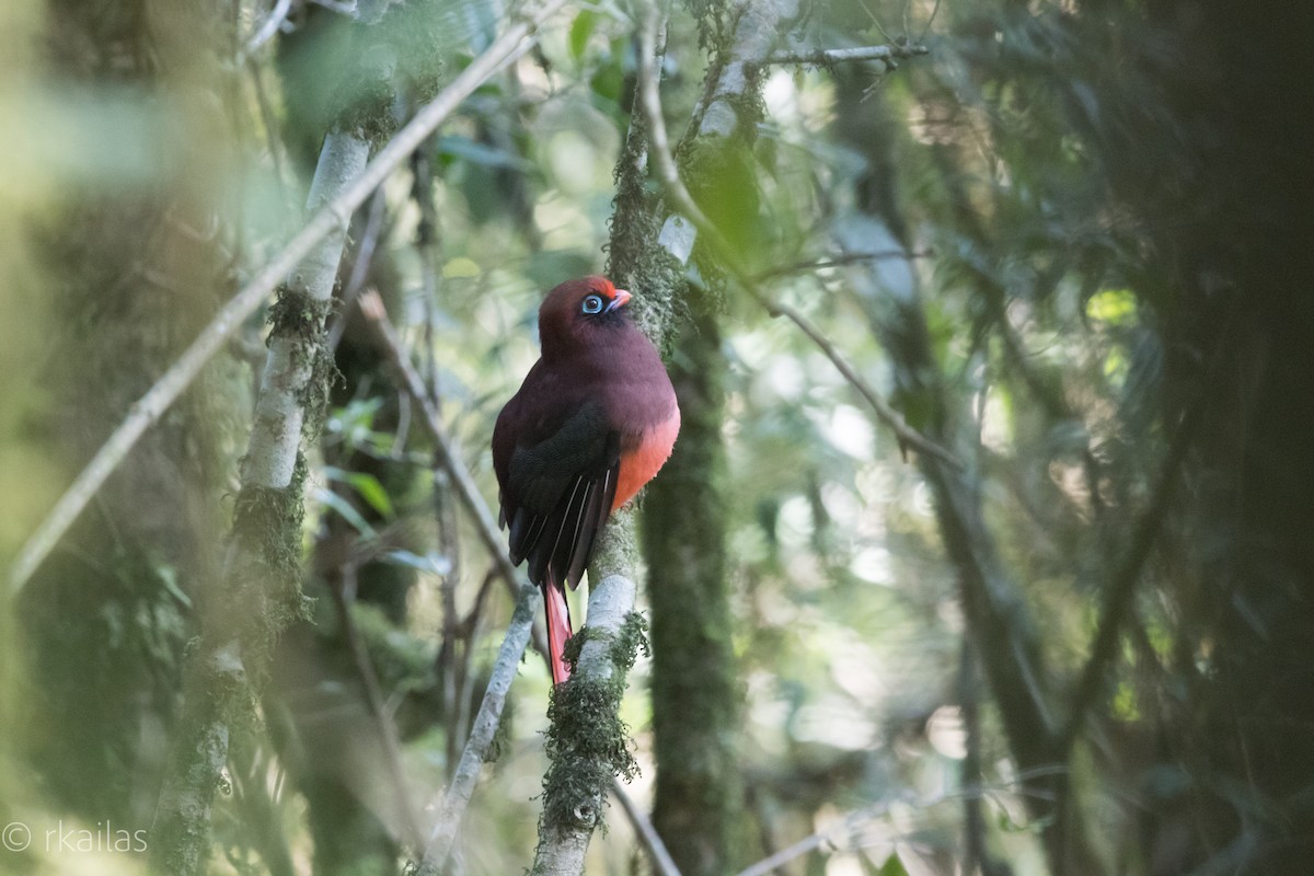 Ward's Trogon - Ravi Kailas