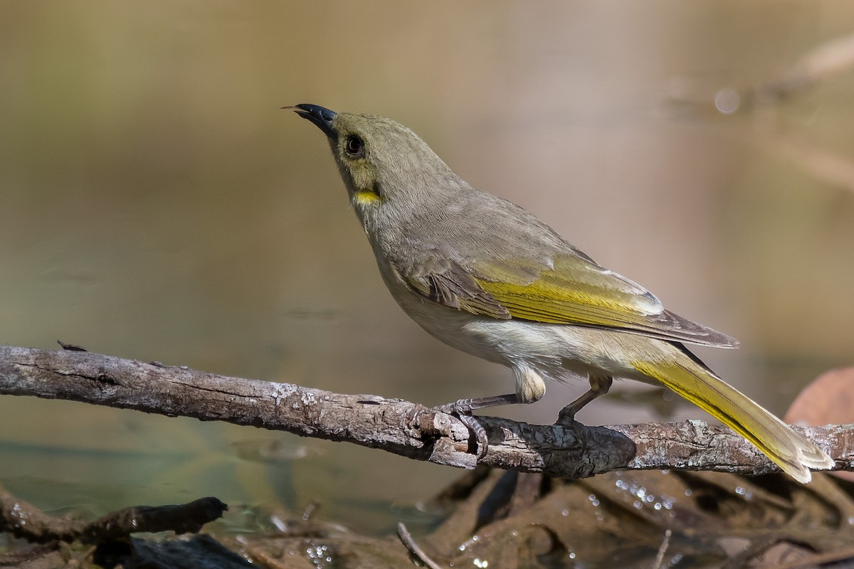 Fuscous Honeyeater - Hayley Alexander