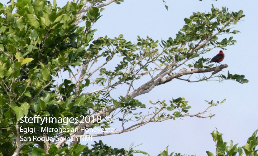 Micronesian Myzomela - ML106602251