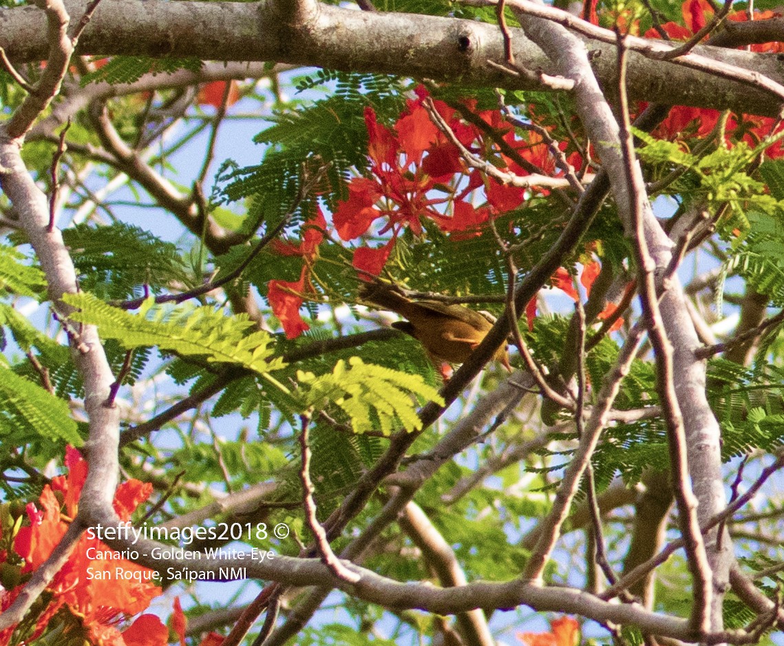 Golden White-eye - Rlene Steffy