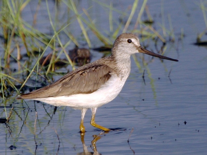 Terek Sandpiper - Pavel Parkhaev