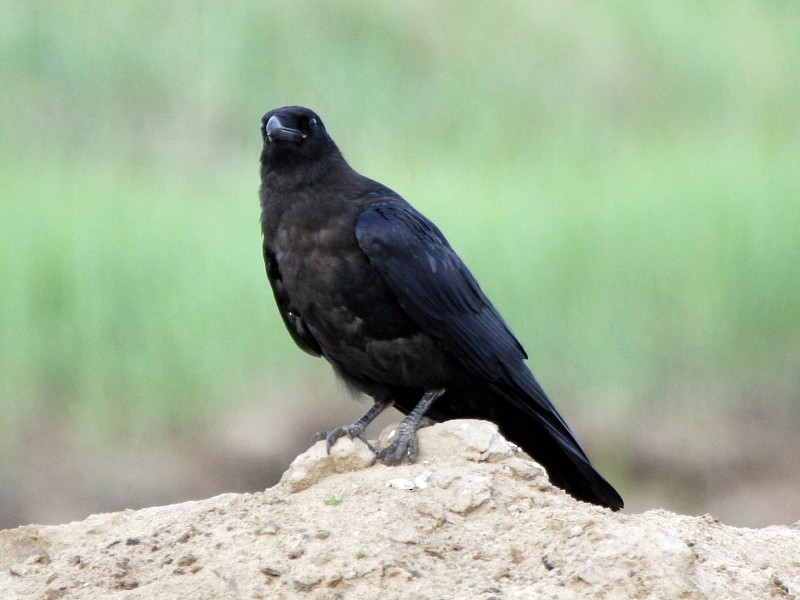 Carrion Crow - Pavel Parkhaev