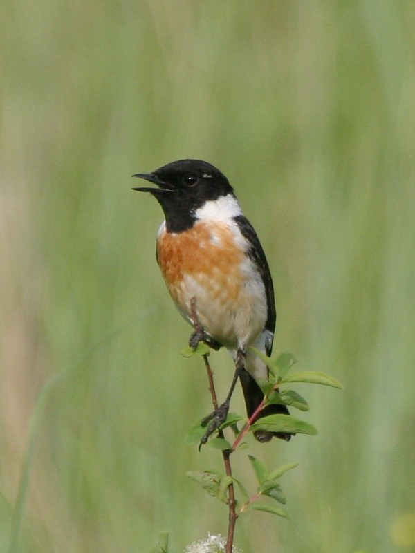 Amur Stonechat - Pavel Parkhaev