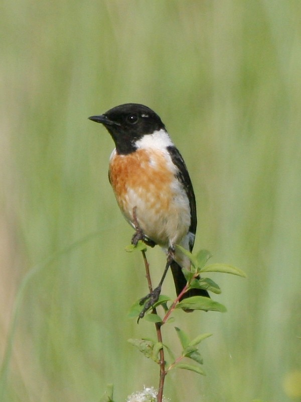 Amur Stonechat - ML106602941