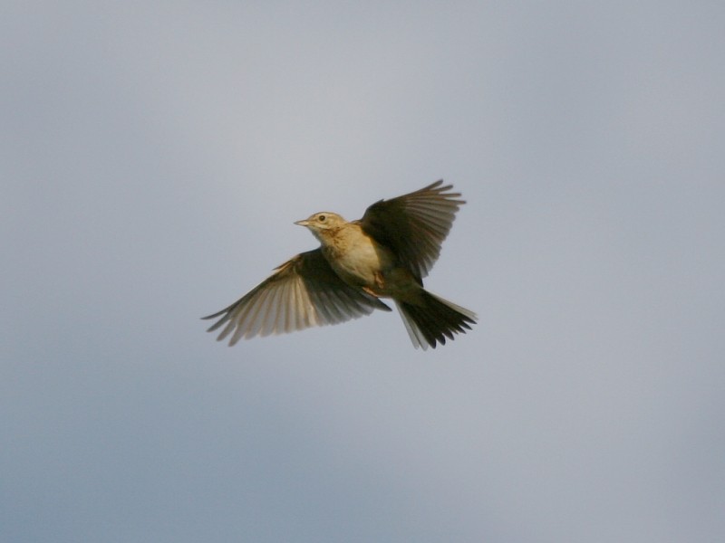 Richard's Pipit - ML106602991