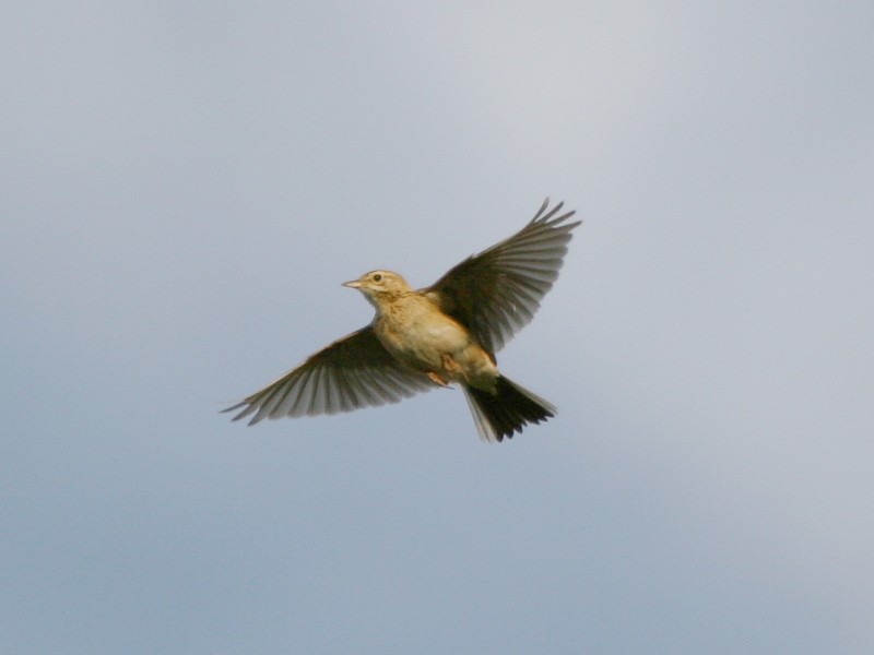 Richard's Pipit - ML106603011