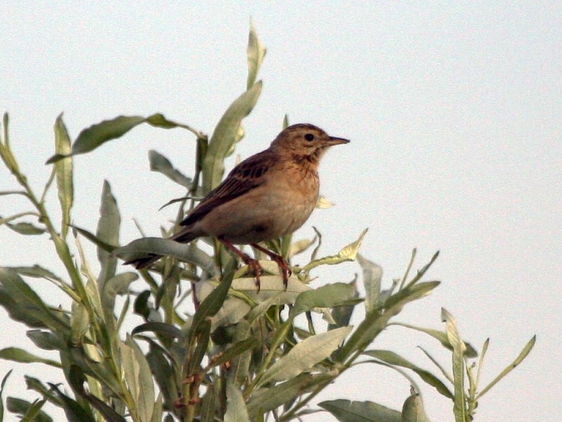 Richard's Pipit - ML106603031