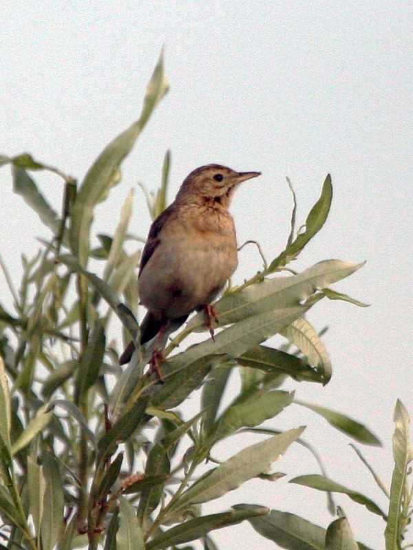 Richard's Pipit - ML106603041