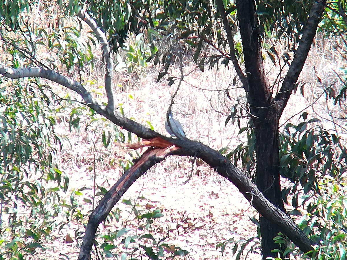 Common Wood-Pigeon - ML106603071