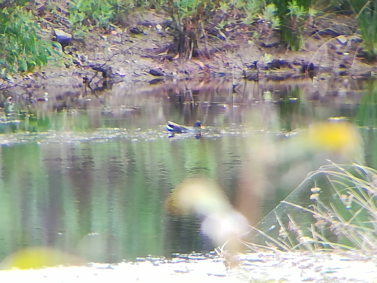 Eurasian Moorhen - ML106603101