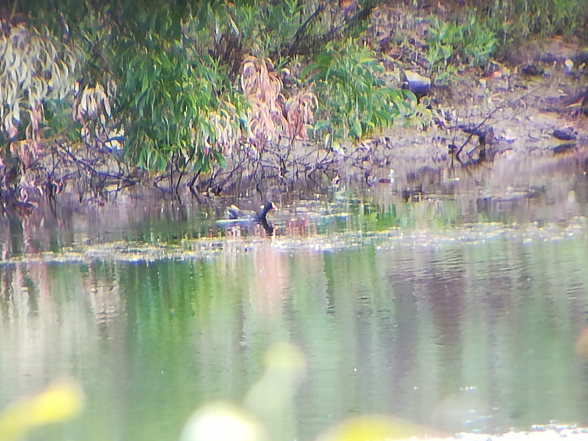 Eurasian Moorhen - ML106603131