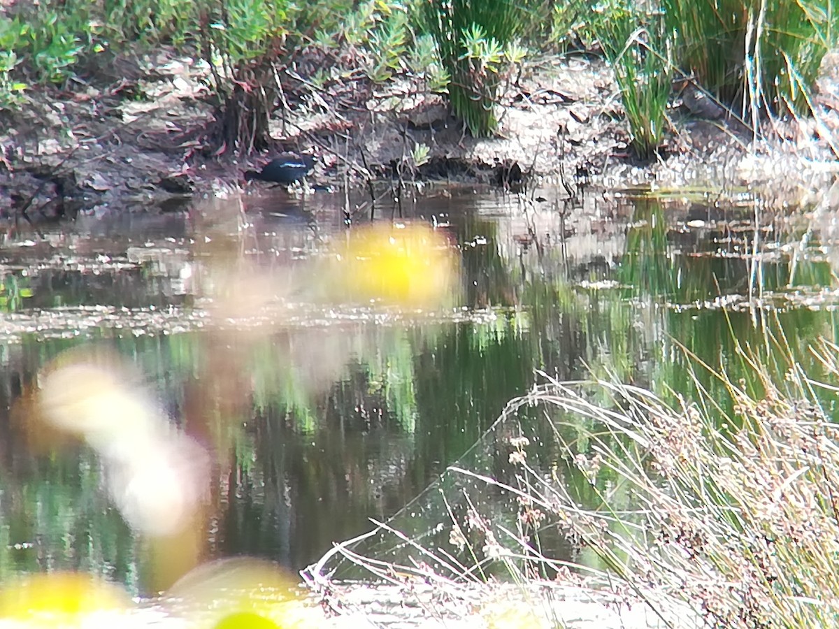 Eurasian Moorhen - ML106603171