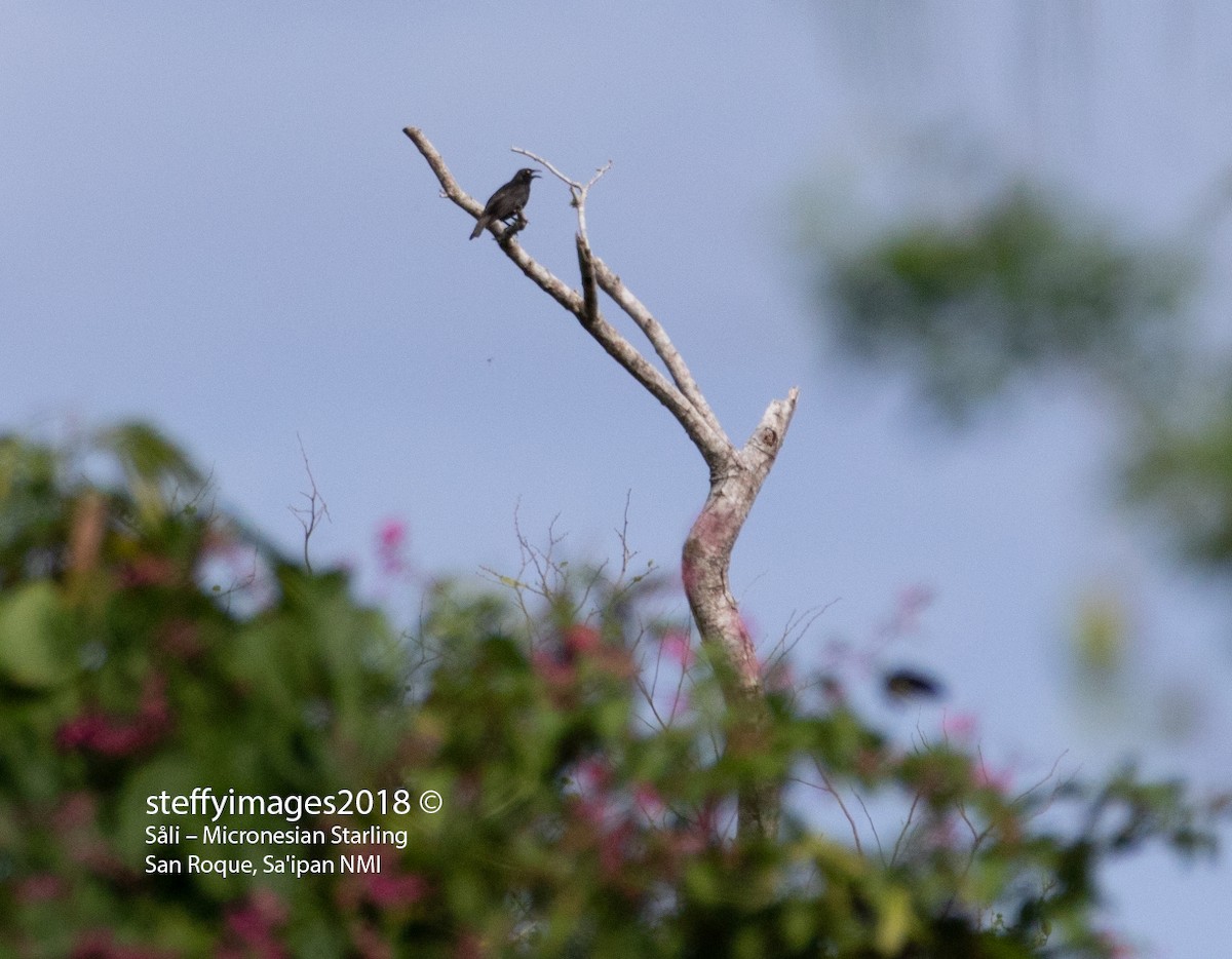 Micronesian Starling - ML106603261