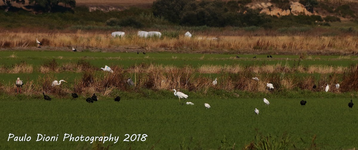 Great Egret - Paulo Dioni