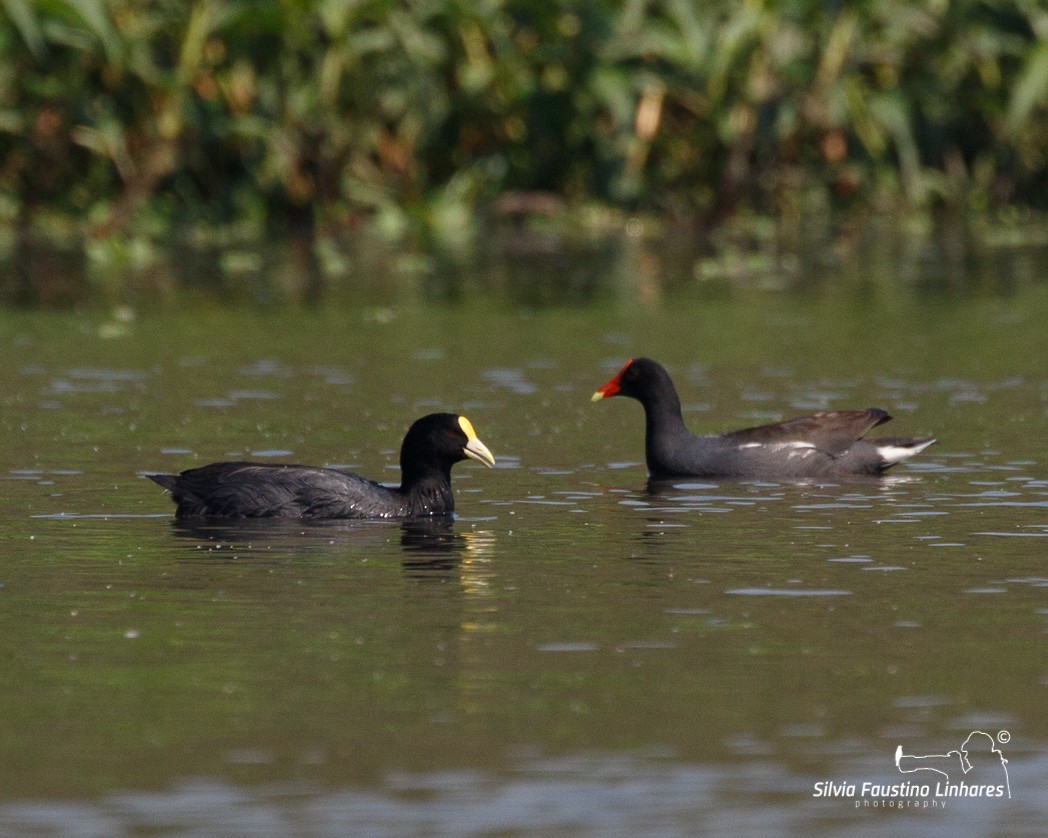 White-winged Coot - Silvia Faustino Linhares